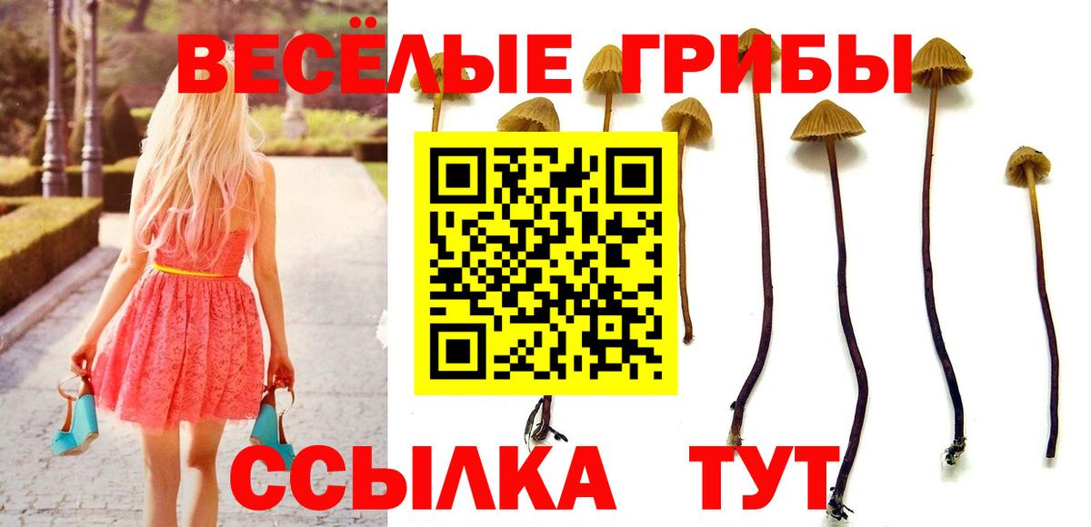 Галлюциногенные грибы Psilocybine cubensis Тулун